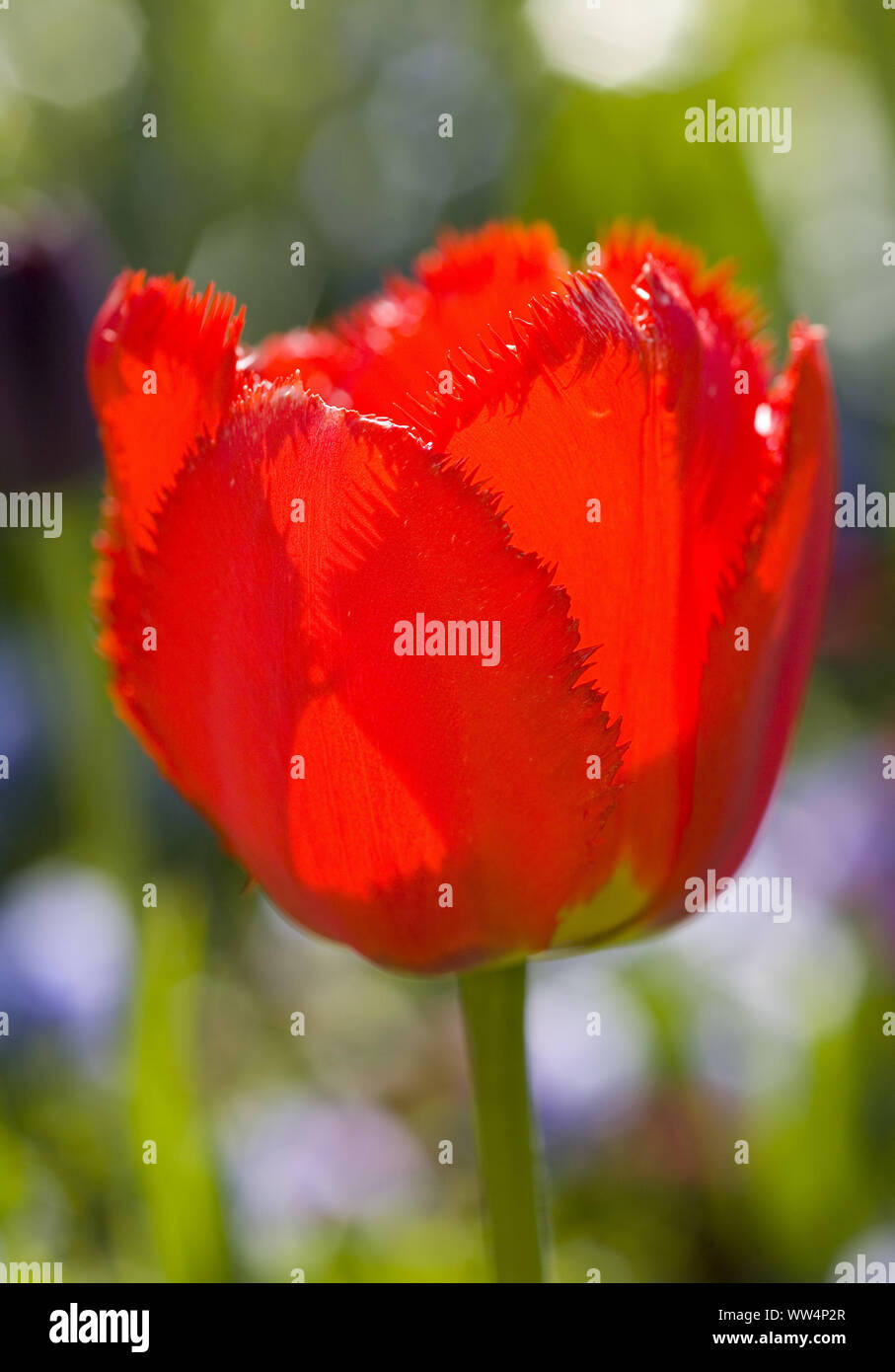 Fransen rote Tulpe Stockfoto