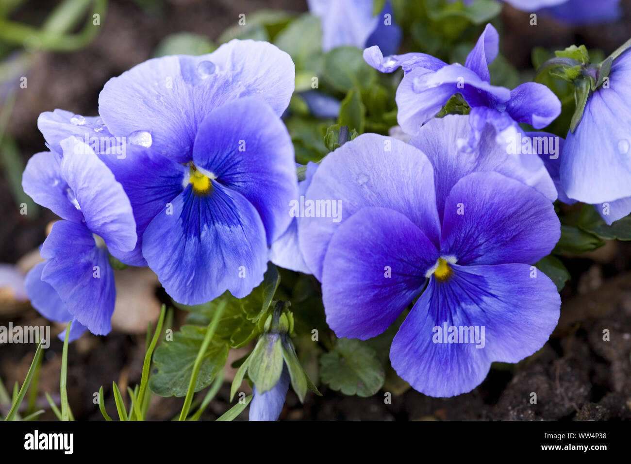 Blau Lila Stiefmütterchen im Blumenbeet Stockfoto