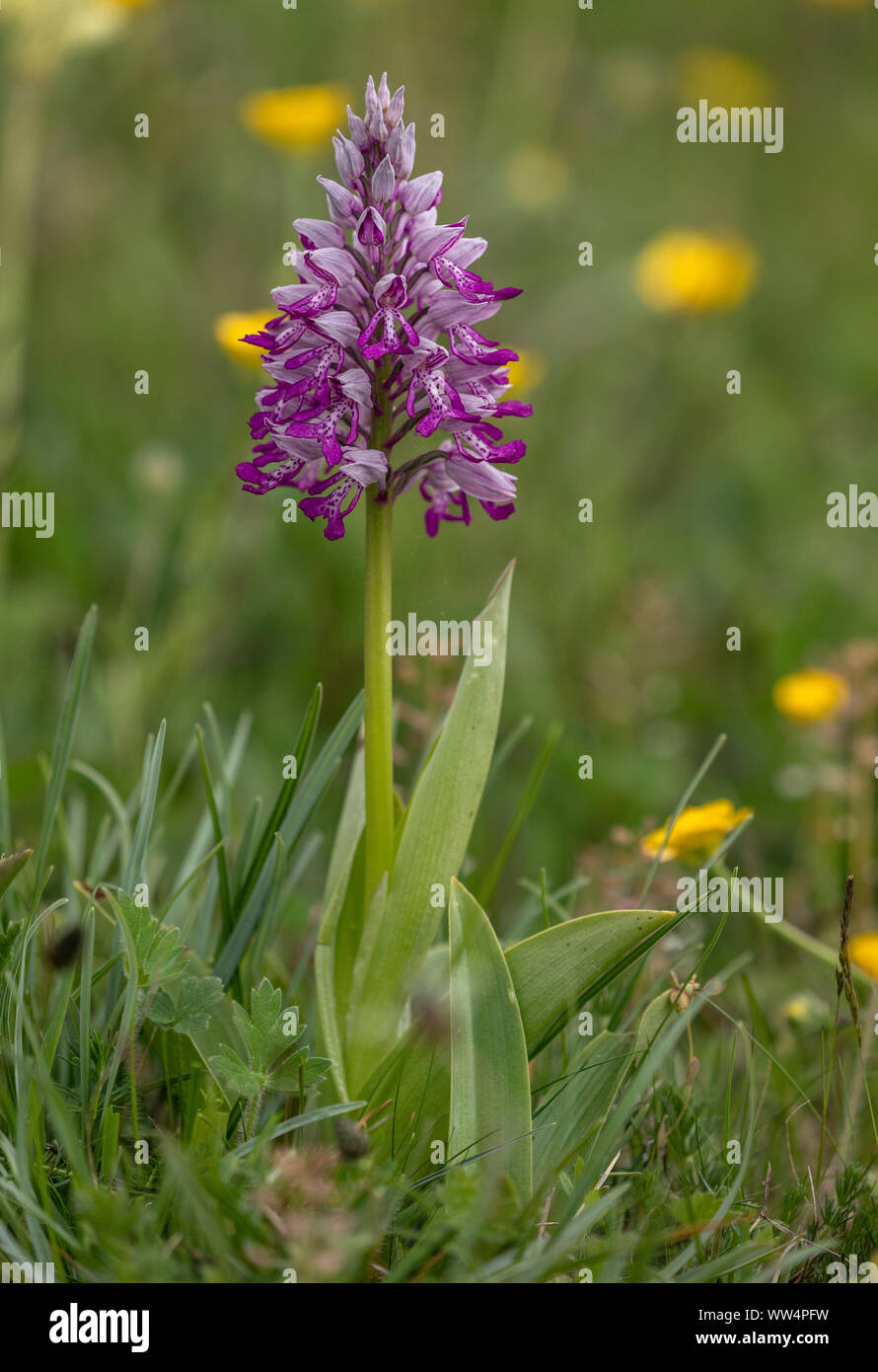 Helm-knabenkraut, Orchis militaris, in der Blume in Kalkmagerrasen. UK Rarität. Stockfoto