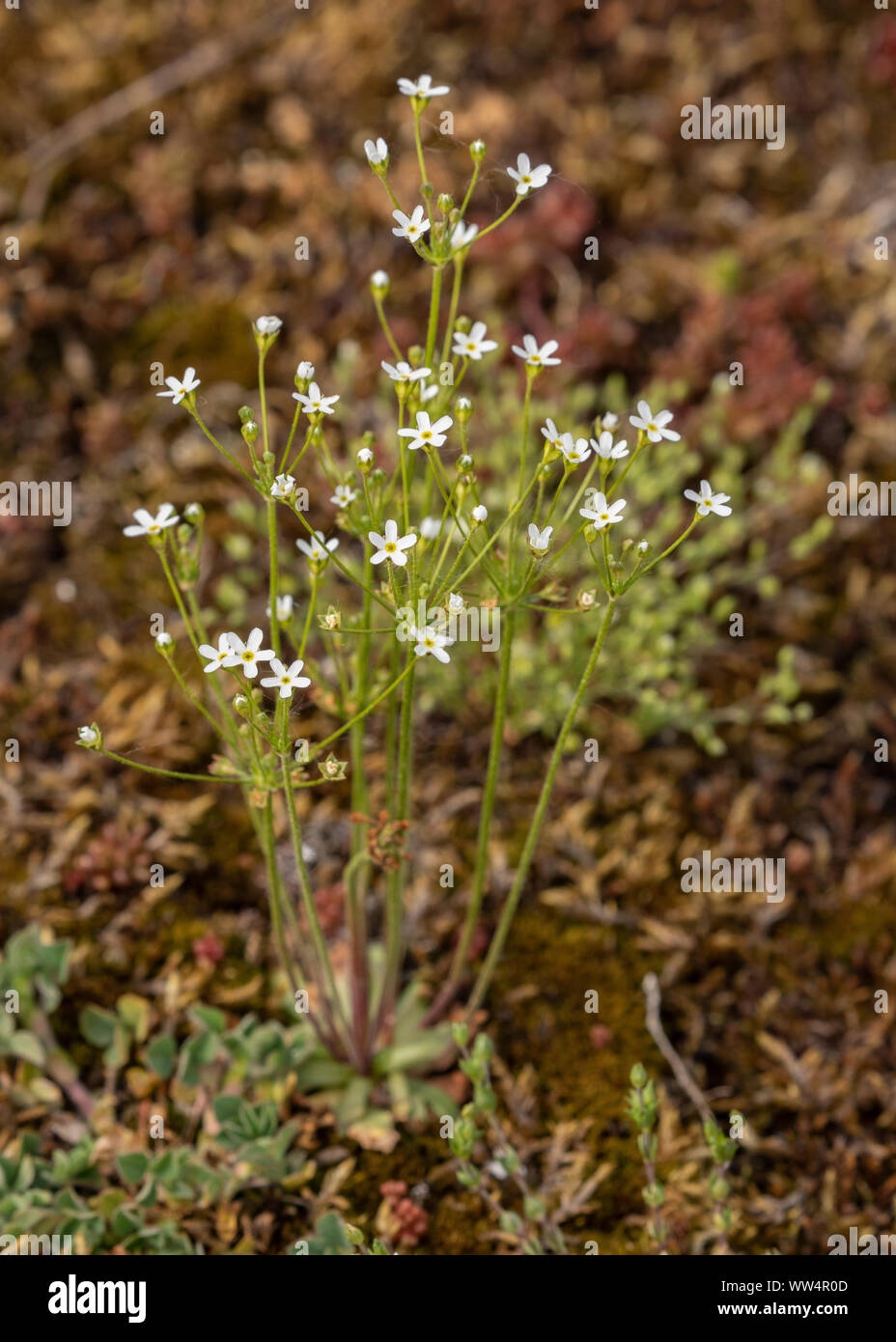 Northern Androsace, Androsace septentrionalis, in der Blume in offenen Kalkstein Grünland, Oland, Schweden. Stockfoto
