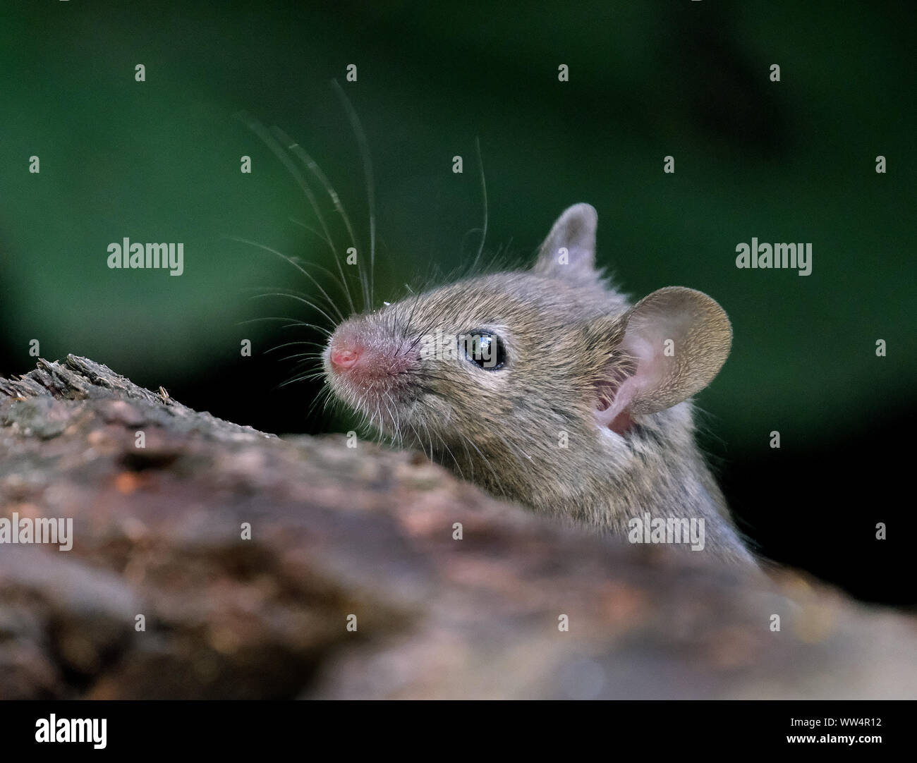 Haus Maus auf der Suche nach Essen in städtischen Haus Garten. Stockfoto