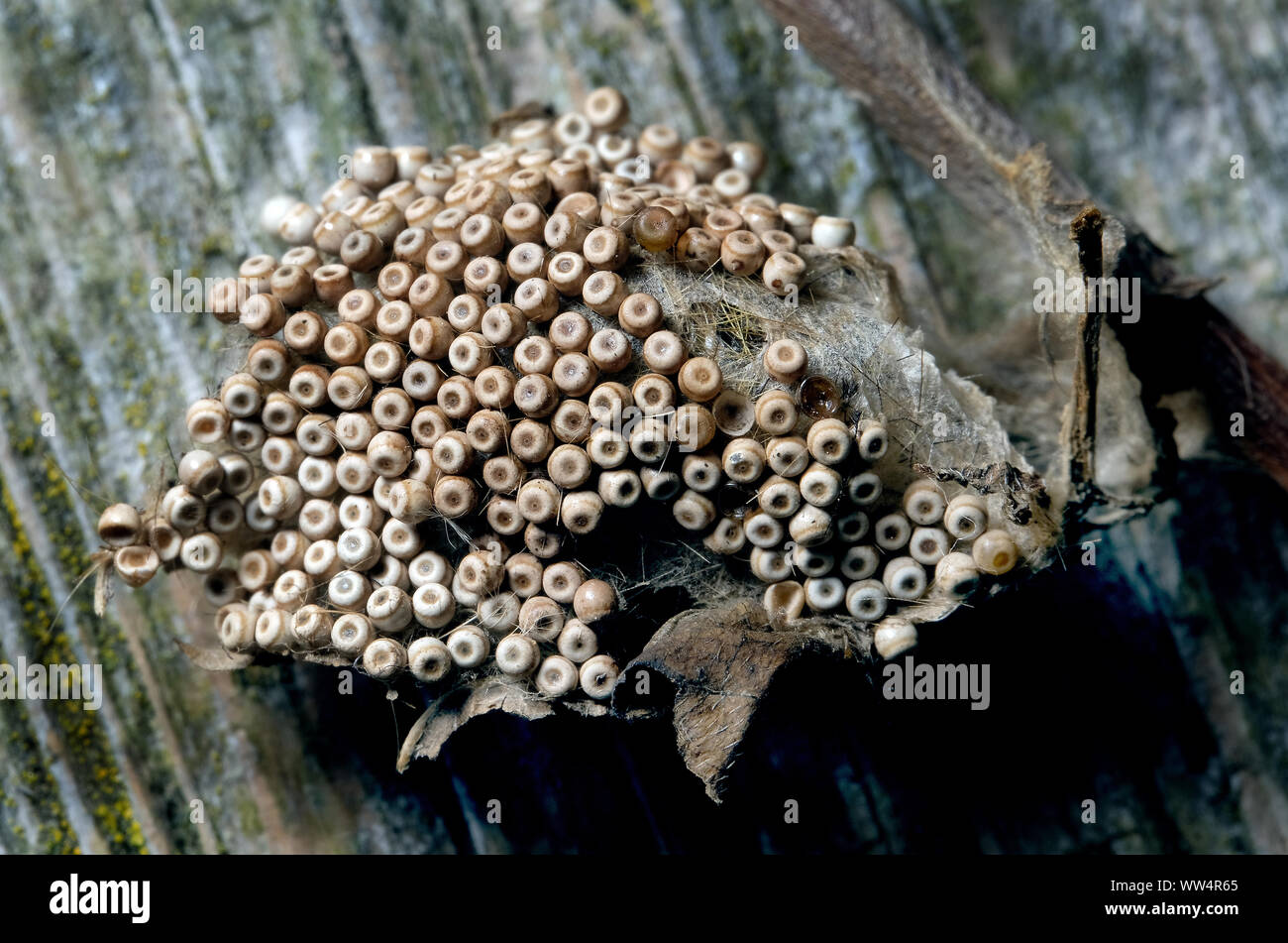 Ei Cluster von Vaporer oder rostig Tussock Motte. Stockfoto