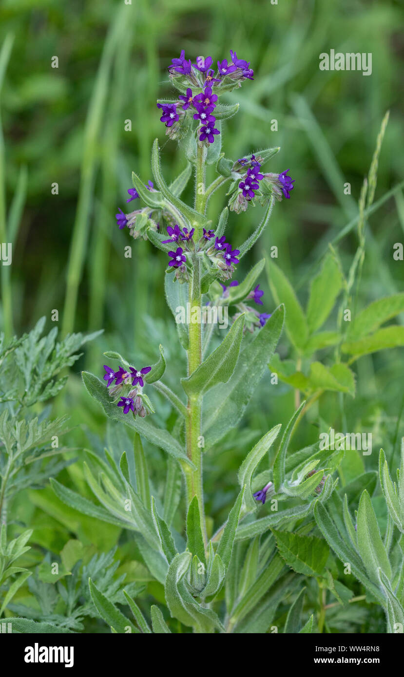 Gemeinsame Alkanet, Anchusa officinalis, in Blüte. Reiche Quelle von Nektar. Stockfoto