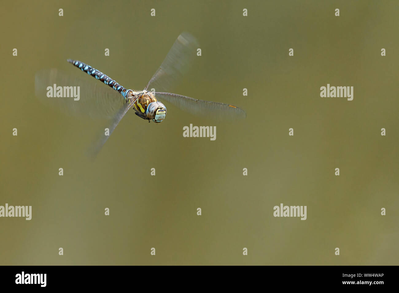 Libelle schwebt gelbe diagonale Streifen auf Braun thorax Abdomen schwarz mit blauen Markierungen, und die großen blauen und schwarzen Facettenaugen orange Flügel vor Ort Stockfoto