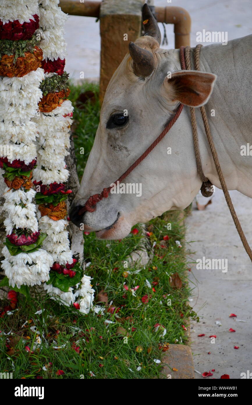 Eine Kuh weg schleichen, um die Blume zu hinduistischen Tempel Sri Shakti, Selangor, Malaysia Essen Stockfoto