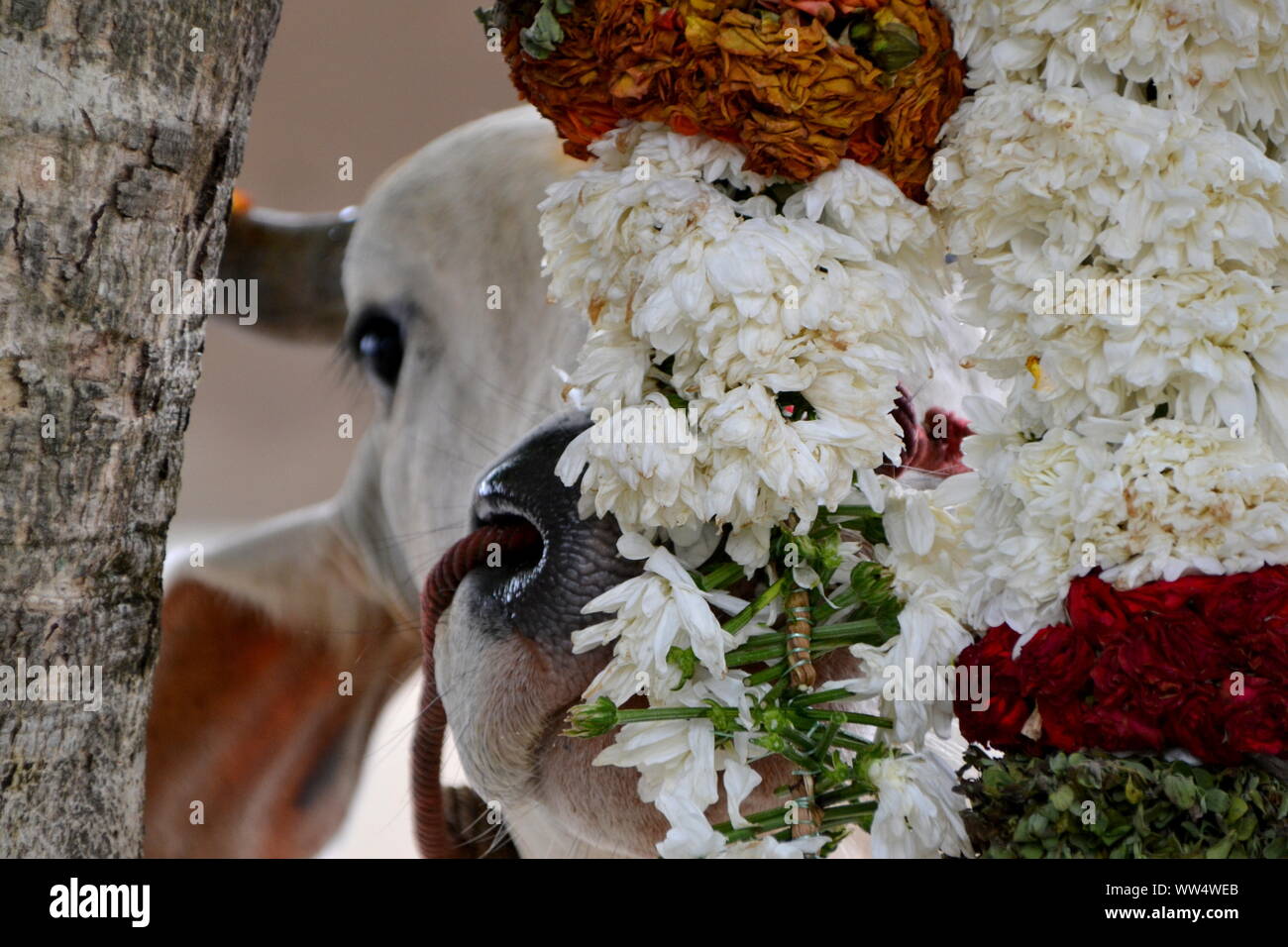 Eine Kuh weg schleichen, um die Blume zu hinduistischen Tempel Sri Shakti, Selangor, Malaysia Essen Stockfoto