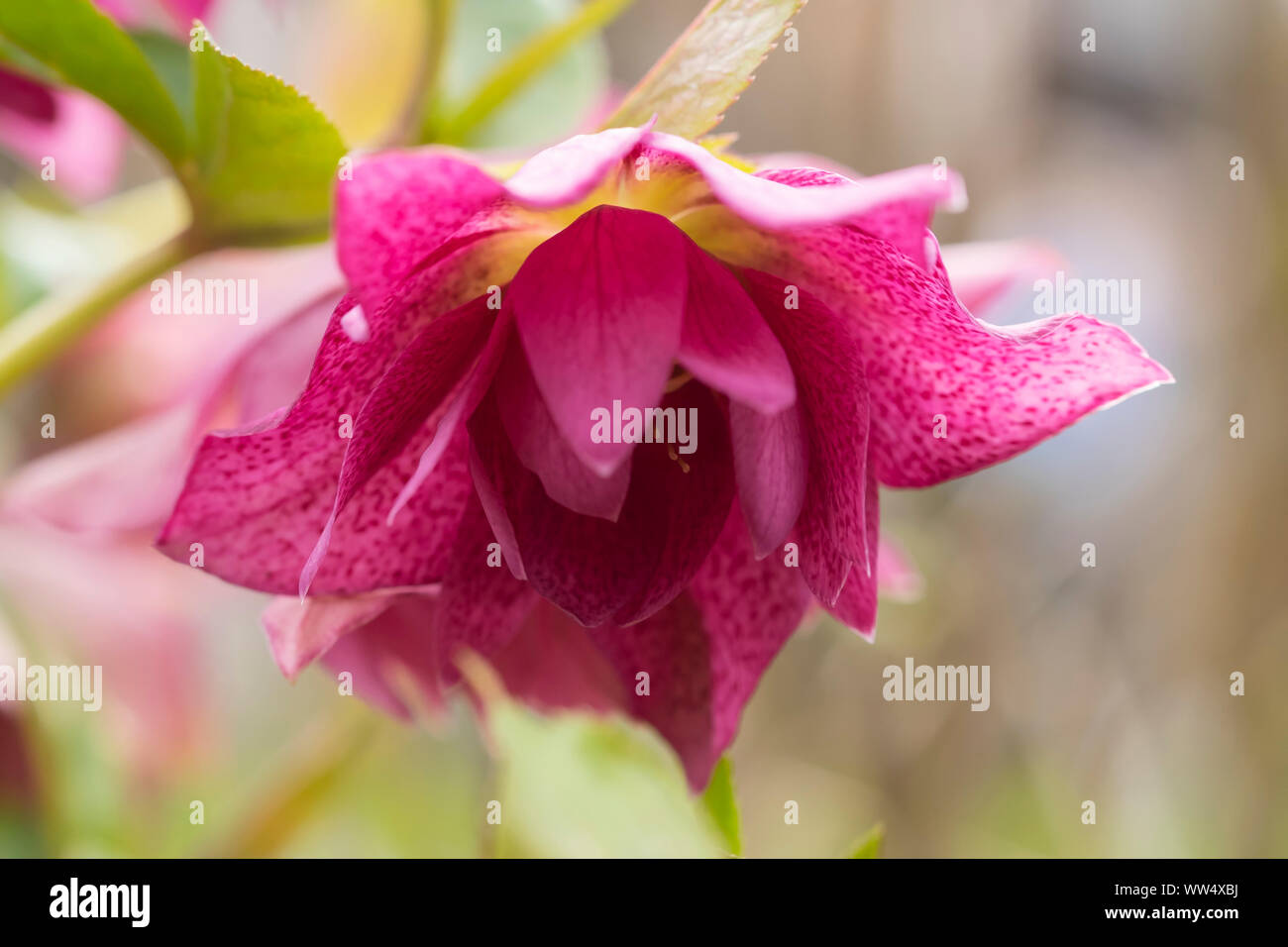 Fastenzeit Rose (Helleborus orientalis), kultivierte Pflanze, Bayern, Deutschland Stockfoto