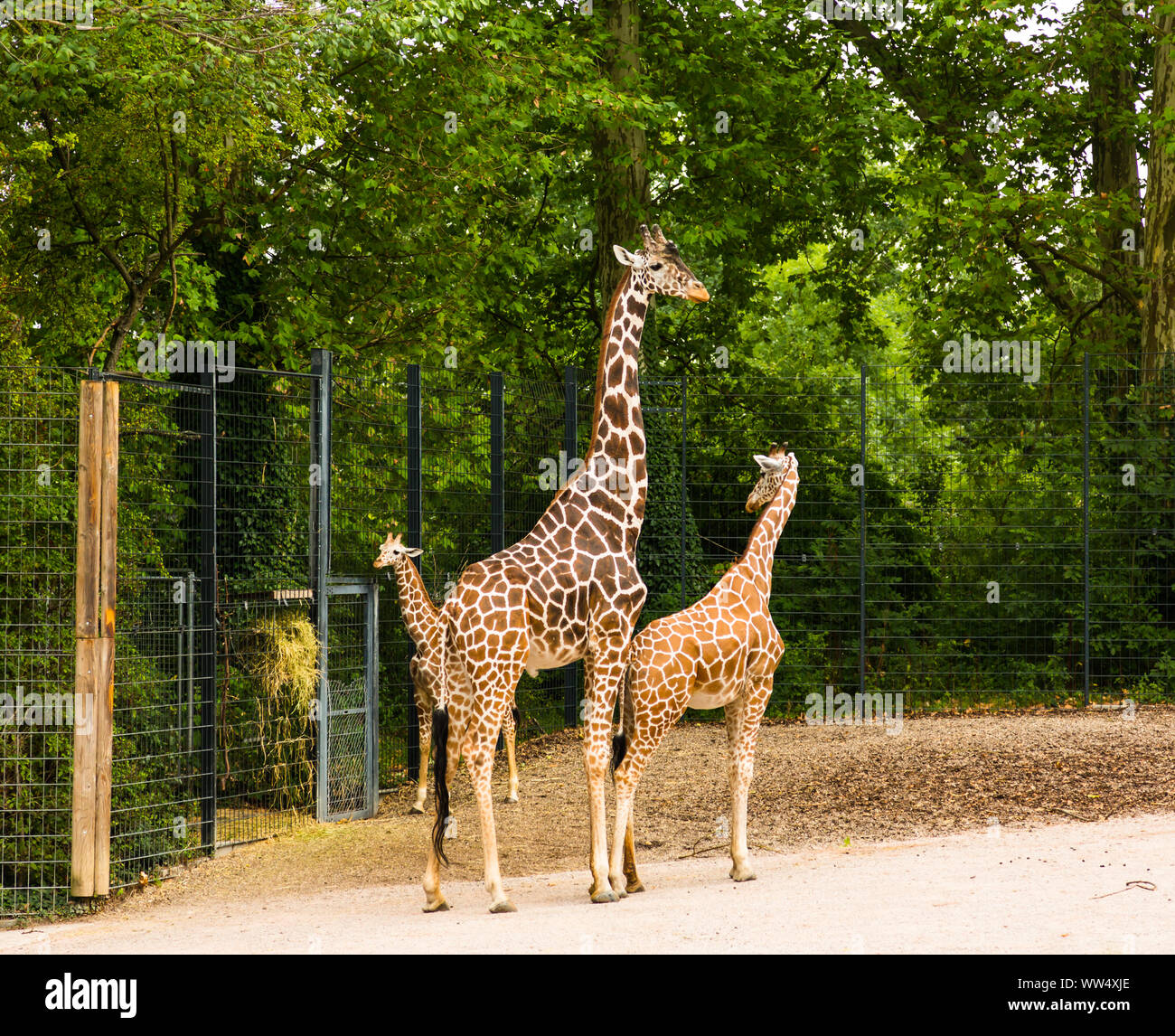 Giraffenfamilie im Zoo Stockfoto