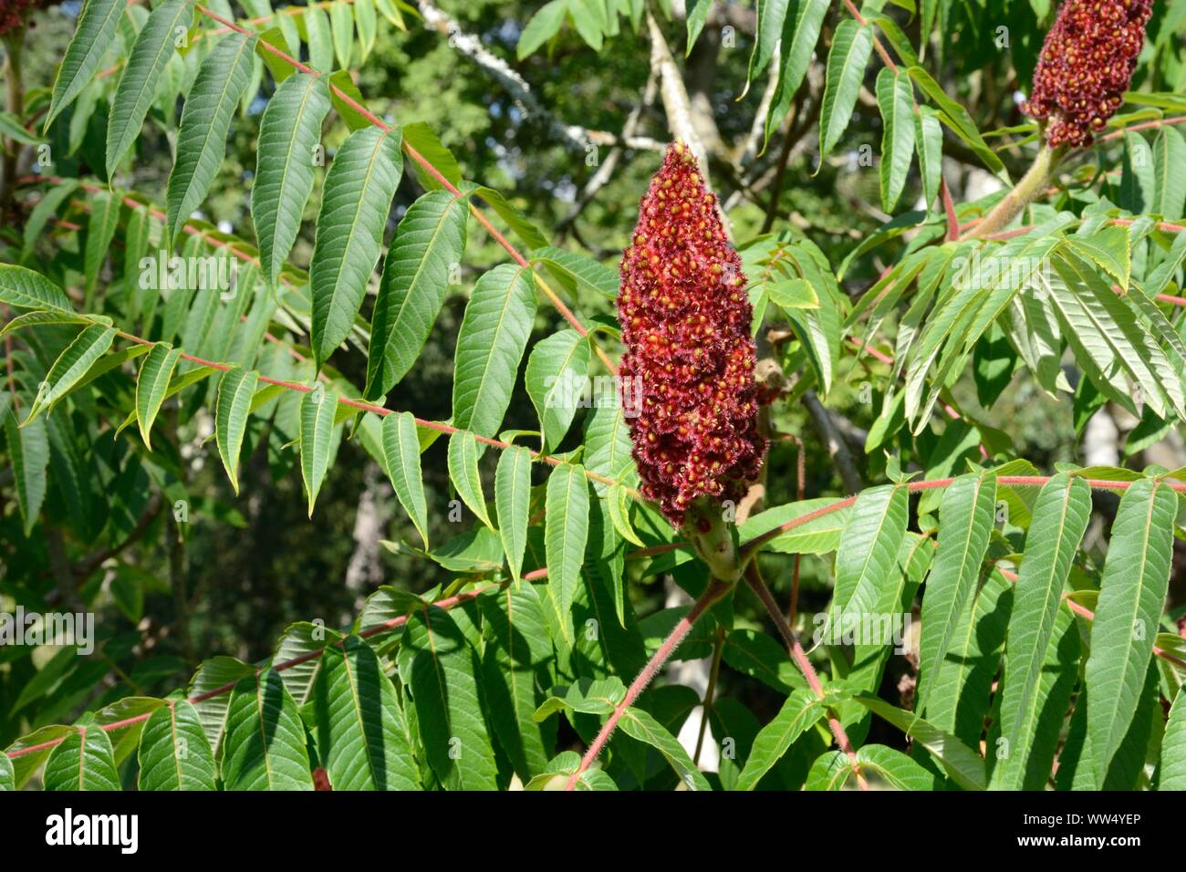 Dichtes purpurrot Fruchtkörper Leiter Rhus typhina Anlage Hirsche horn Sumach grün mit Blumen geschmückte Sumach Stockfoto