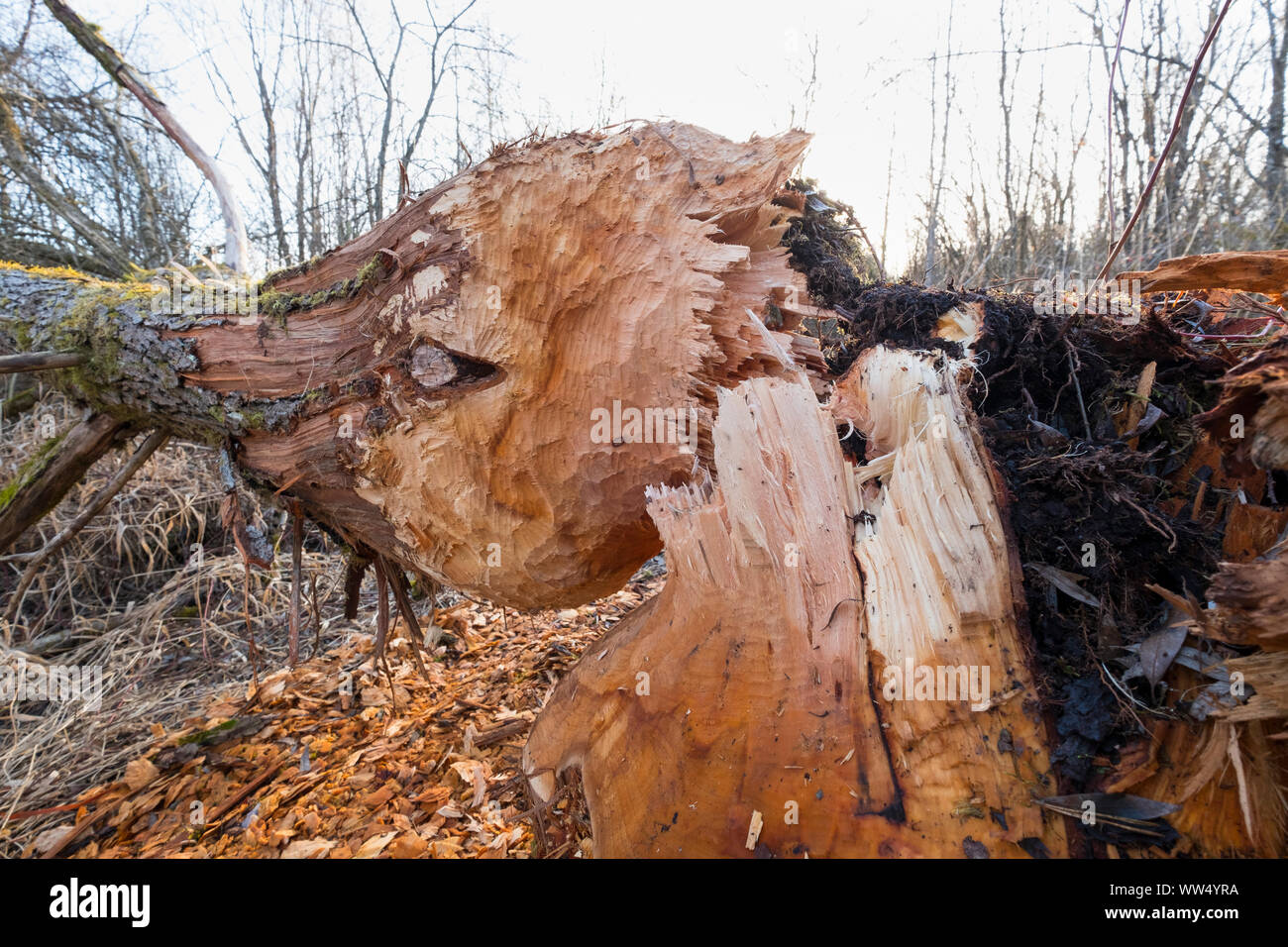 Biber Beschädigung, gefällten Baumes, Naturschutzgebiet Isarauen, Pupplinger Au, Wolfratshausen, Oberbayern, Bayern, Deutschland Stockfoto