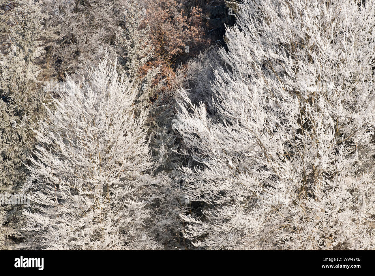 Raureif auf den Bäumen, Naturschutzgebiet Isarauen, Geretsried, Oberbayern, Bayern, Deutschland Stockfoto