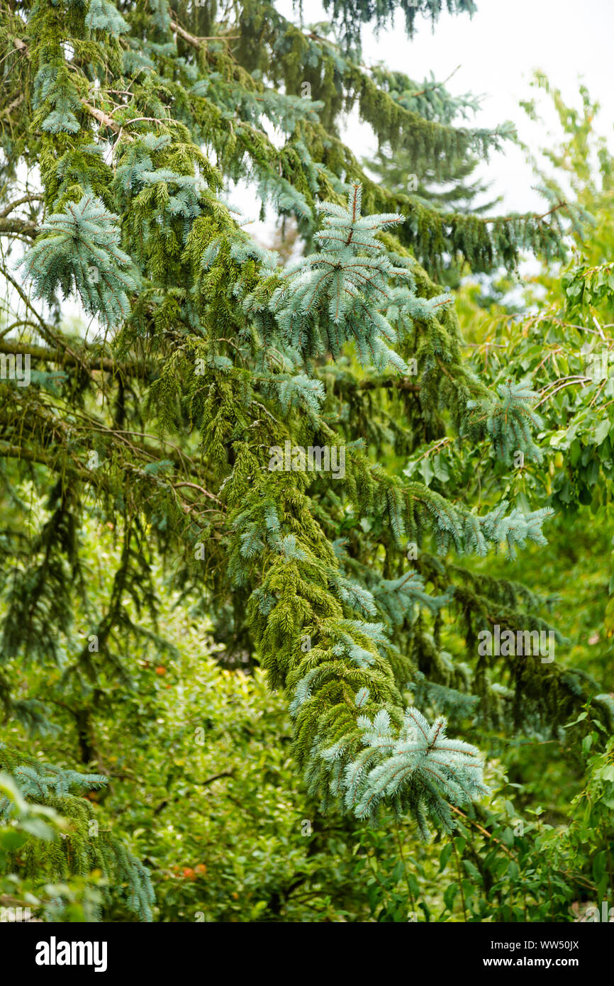 Blau-grüne Baumfichte Stockfoto
