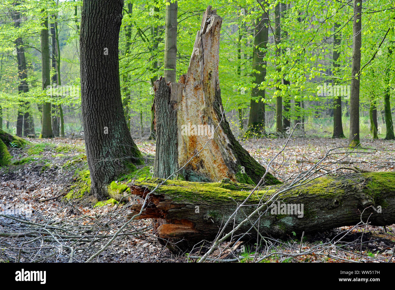 Naturnahen wald landschaft, Laub Mischwald mit starken Blutbuchen, die wichtigste Laubbäumen Mitteleuropas, neben dem toten Holz Stockfoto