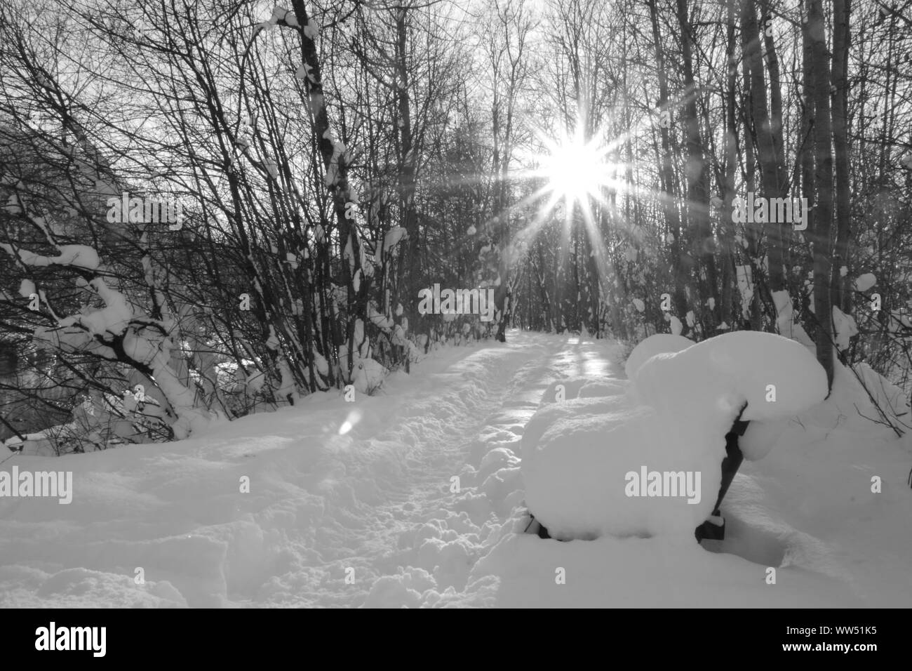 Eine verschneite Bank geschlagenen Weg durch den Schnee, die Sonne blinken zwischen den kahlen Bäumen, Stockfoto