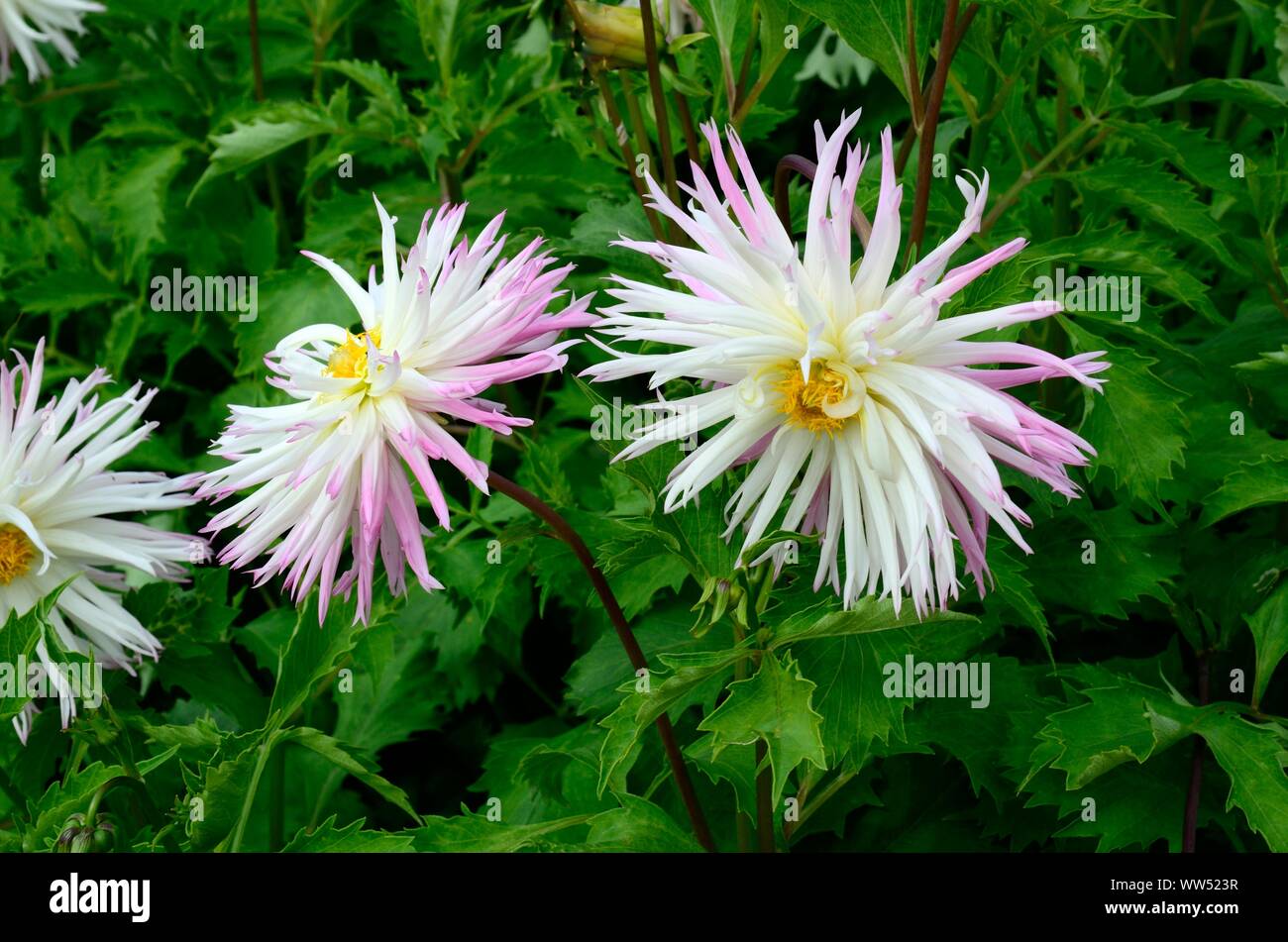 Dahlie Marlene Freude Blumen Kaktus Dahlien stacheligen Blüten mit weißen Blütenblättern und rosa Tipp Stockfoto