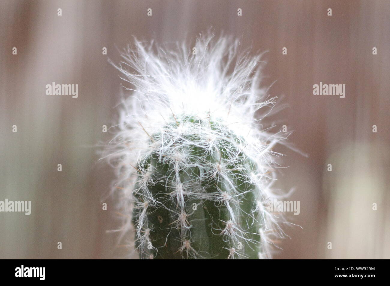 Einen kleinen Kaktus mit weißem Haar, Stockfoto