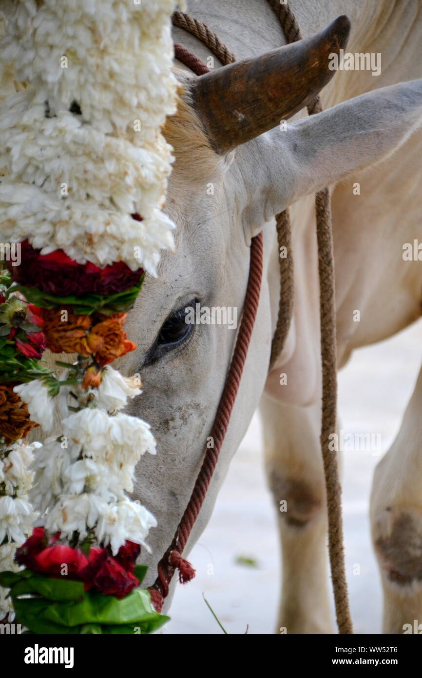 Eine Kuh sneakes zum die Blume Angebot im hinduistischen Tempel Sri Shakti, Selangor, Malaysia Essen Stockfoto