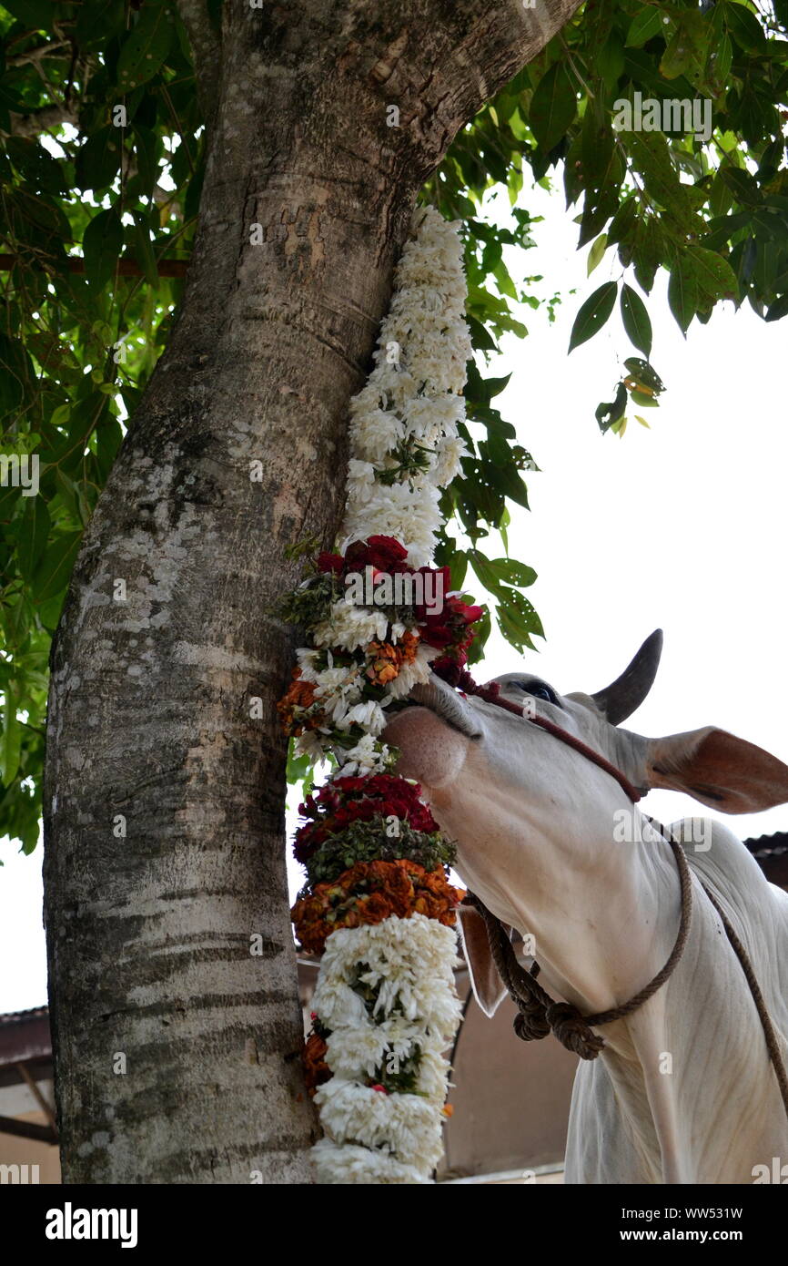 Eine Kuh sneakes zum die Blume Angebot im hinduistischen Tempel Sri Shakti, Selangor, Malaysia Essen Stockfoto