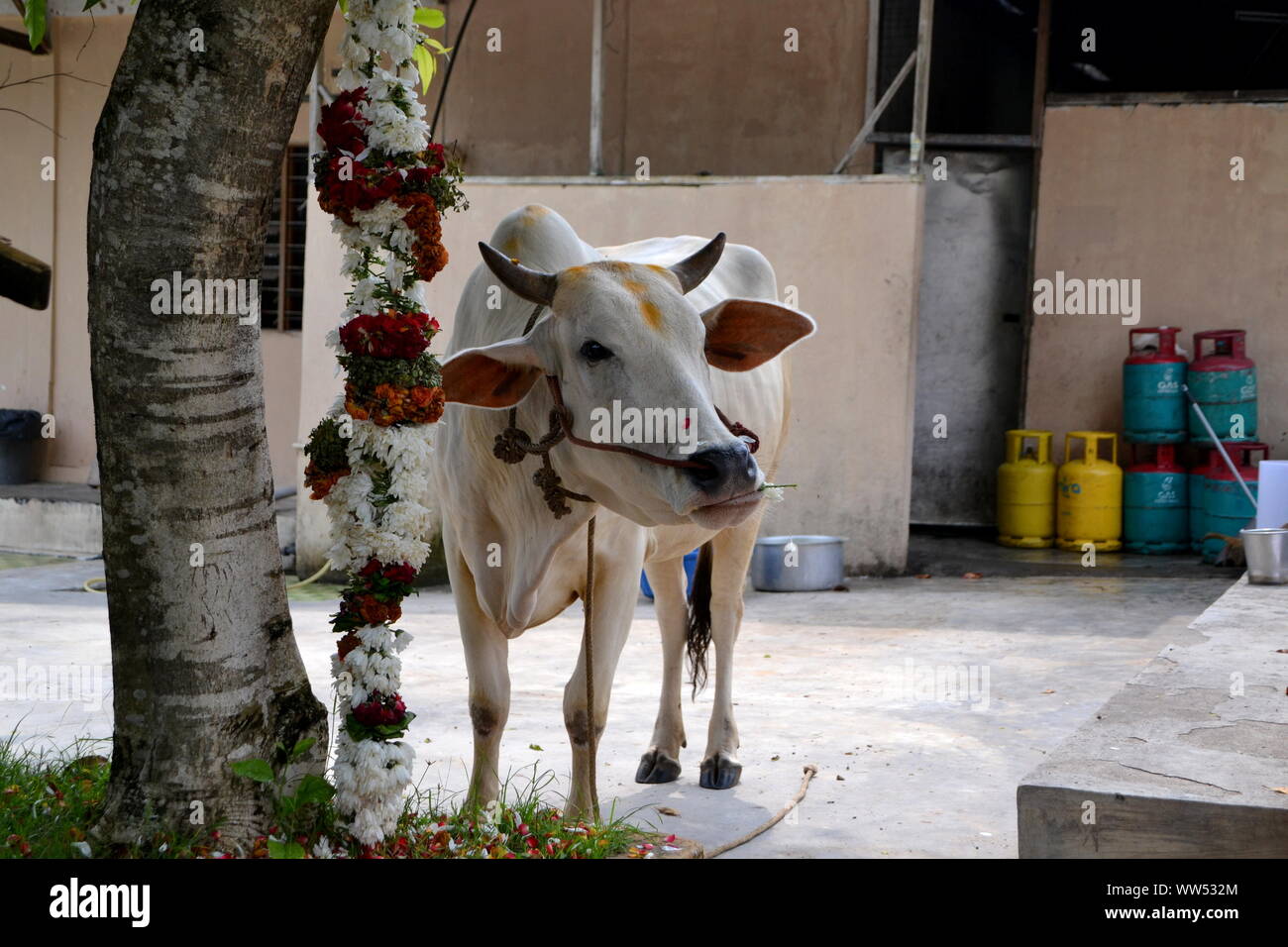 Eine Kuh sneakes zum die Blume Angebot im hinduistischen Tempel Sri Shakti, Selangor, Malaysia Essen Stockfoto