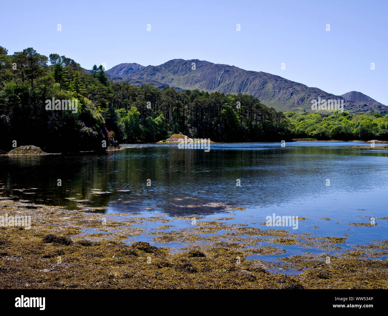 Irland, County Kerry, Lauragh, Küste im Kilmakillogh Hafen, Ring of Beara Stockfoto