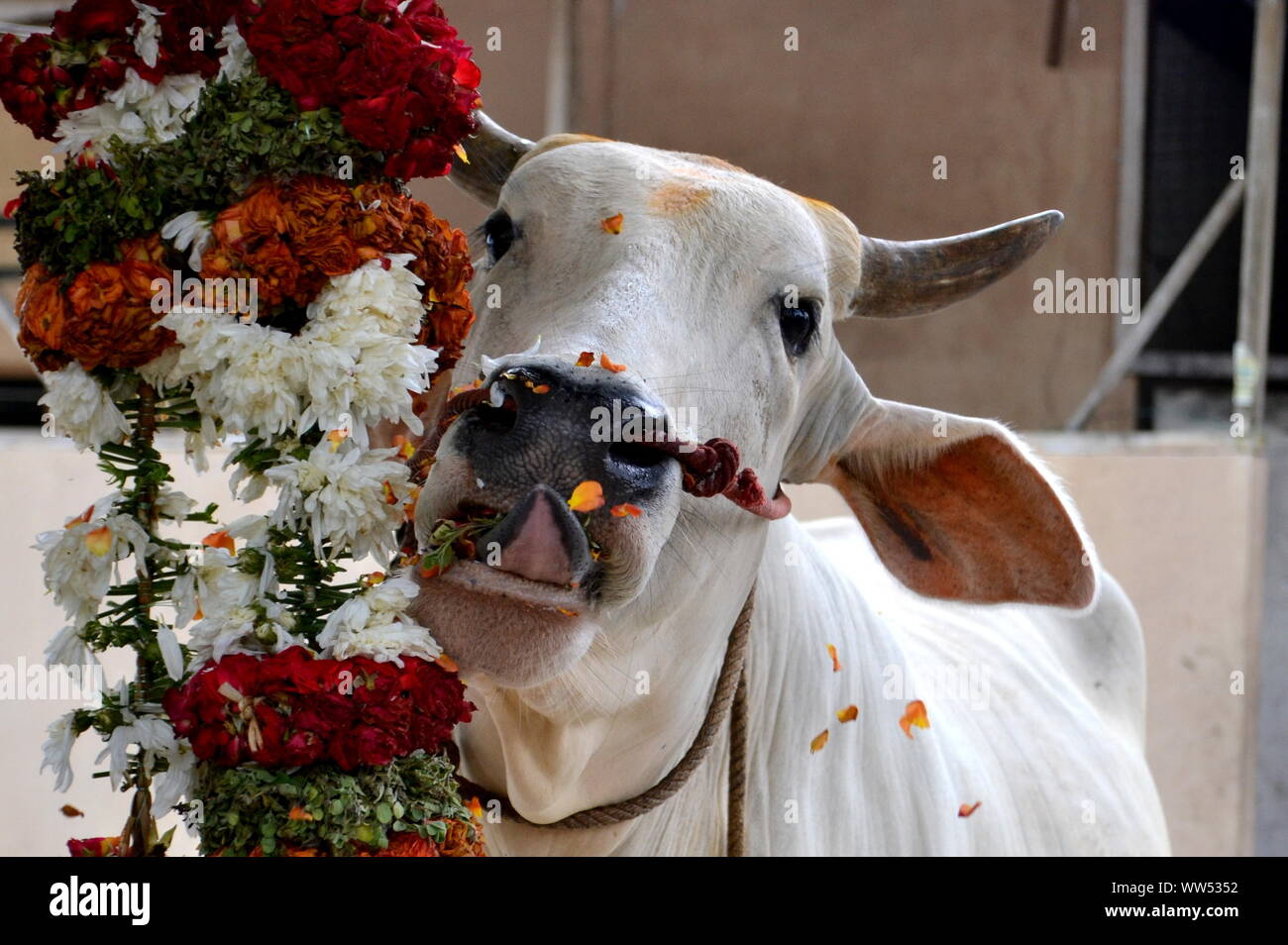 Eine Kuh sneakes zum die Blume Angebot im hinduistischen Tempel Sri Shakti, Selangor, Malaysia Essen Stockfoto