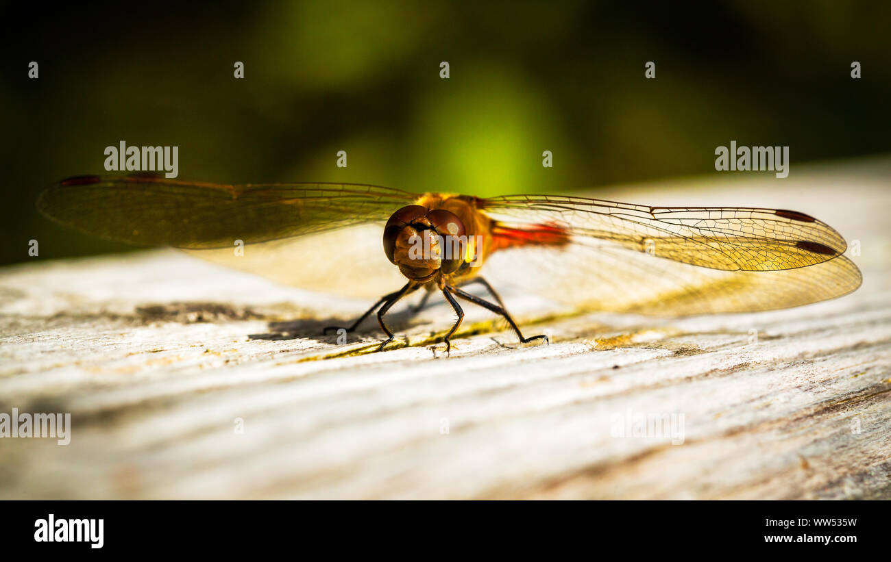 Der Rote Libelle, auch bekannt als Red-Veined Darter oder Nomad ist technisch als Sympetrum Fonscolombii bekannt und gehört zu der Gattung Aeshna Stockfoto Der Rote Libelle, auch bekannt als Red-Veined Darter oder Nomad ist technisch als Sympetrum Fonscolombii bekannt und gehört zu der Gattung Aeshna Stockfoto
