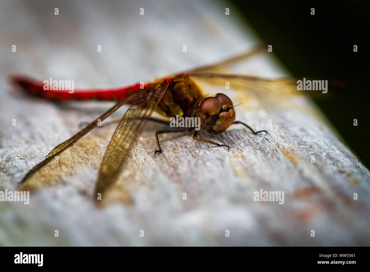 Der Rote Libelle, auch bekannt als Red-Veined Darter oder Nomad ist technisch als Sympetrum Fonscolombii bekannt und gehört zu der Gattung Aeshna Stockfoto Der Rote Libelle, auch bekannt als Red-Veined Darter oder Nomad ist technisch als Sympetrum Fonscolombii bekannt und gehört zu der Gattung Aeshna Stockfoto