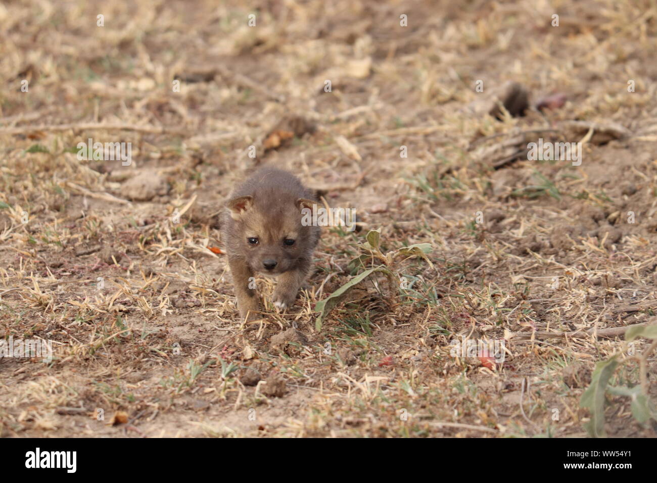 Black-backed jackal Pup (Baby), Masai Mara National Park, Kenia. Stockfoto