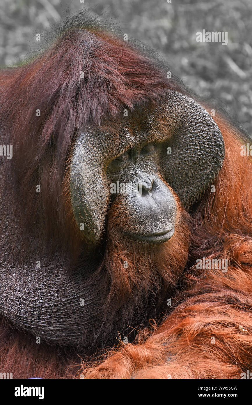 Porträt einer männlichen Orang-utan, Indonesien Stockfoto