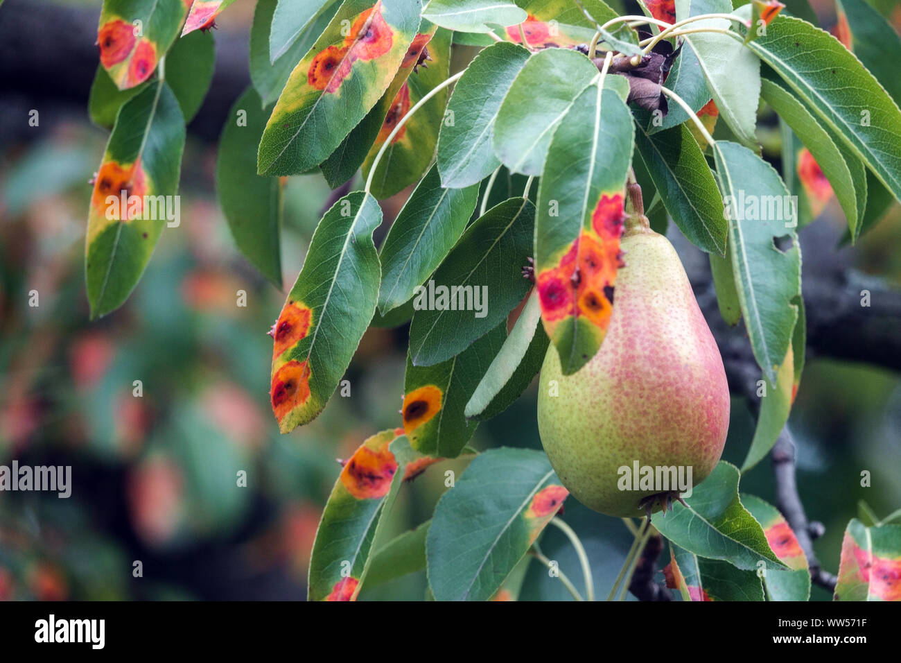 Pear Rost, infizierte Blätter der Pilzerkrankung, Birne Gitter Rost, Gymnosporangium sabinae Stockfoto