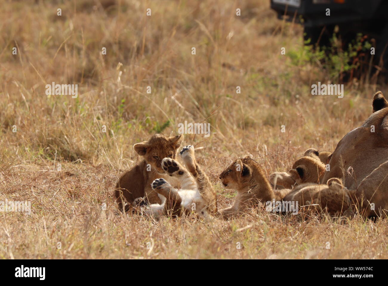 Lion Familie mit jungen, Masai Mara National Park, Kenia. Stockfoto