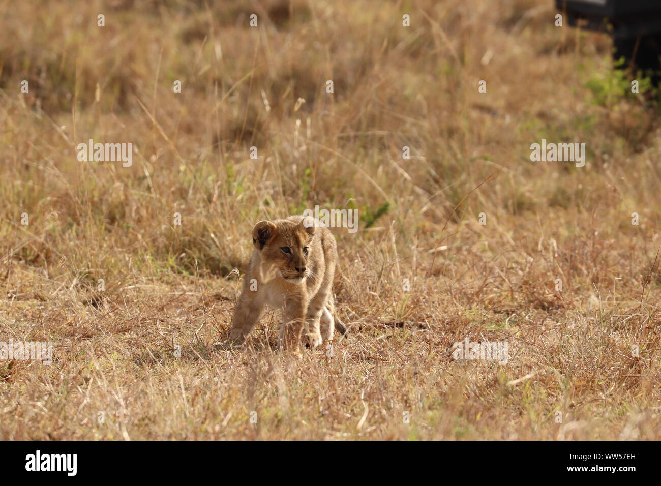 Lion Cub (Panthera leo) in der Savanne, Masai Mara National Park, Kenia. Stockfoto