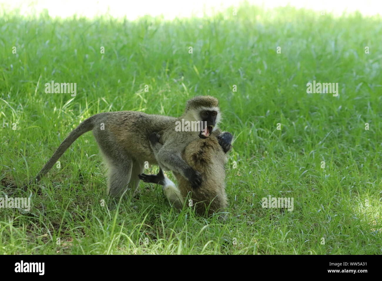 Grüne Meerkatzen spielen im Gras, Masai Mara National Park, Kenia. Stockfoto