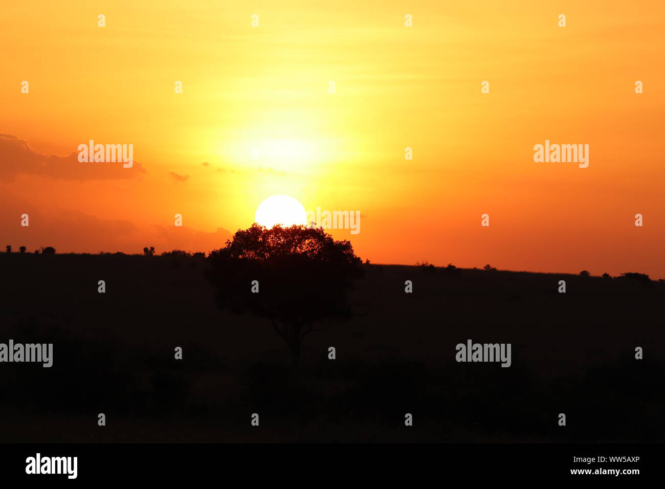 Sonnenuntergang und Baum, Masai Mara National Park, Kenia. Stockfoto