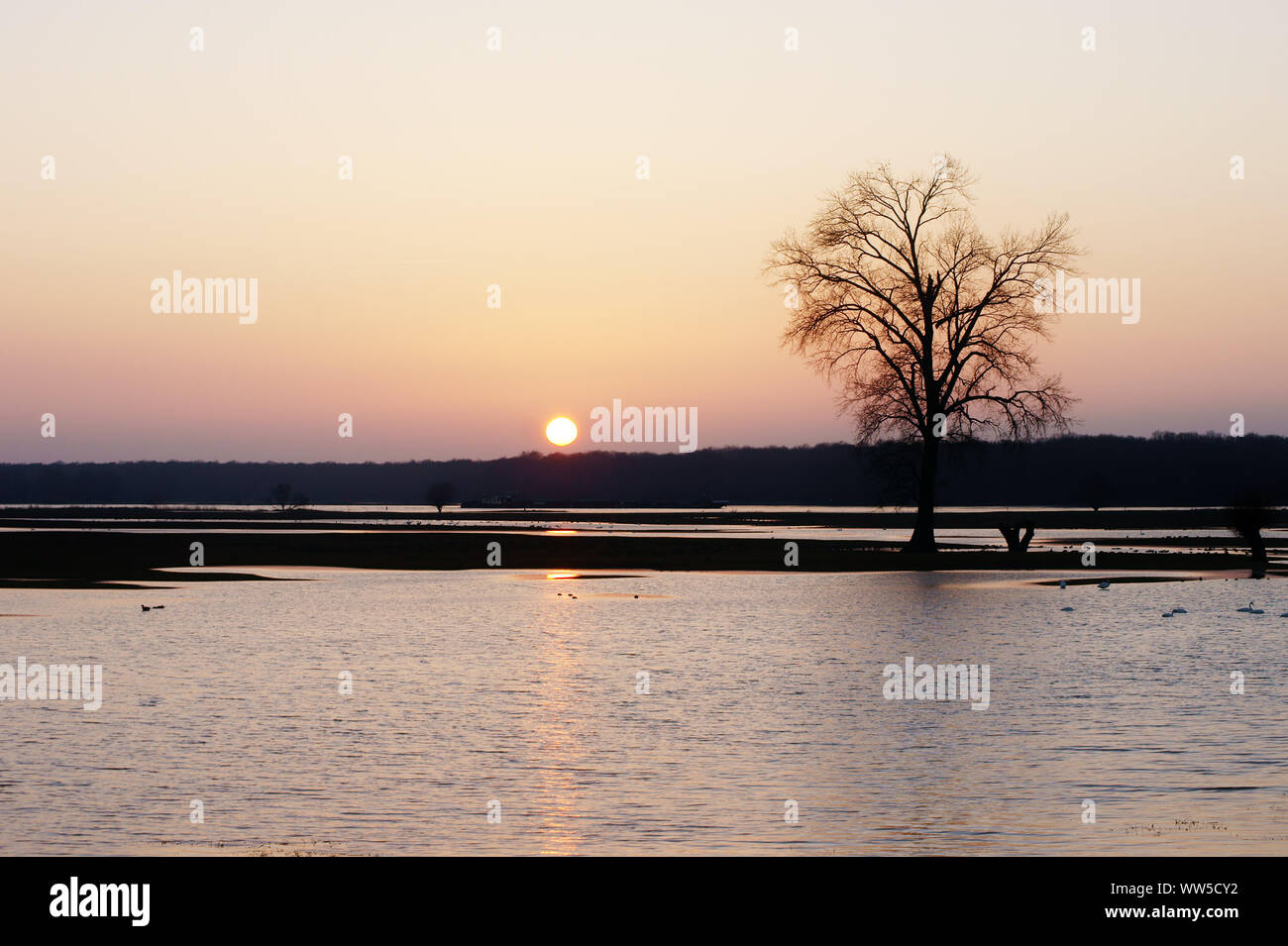 Eine Kolonie von Schwänen und Wildgänse bei einem Sonnenuntergang, Elbtalaue, ein Naturschutzgebiet an der Elbe, Stockfoto