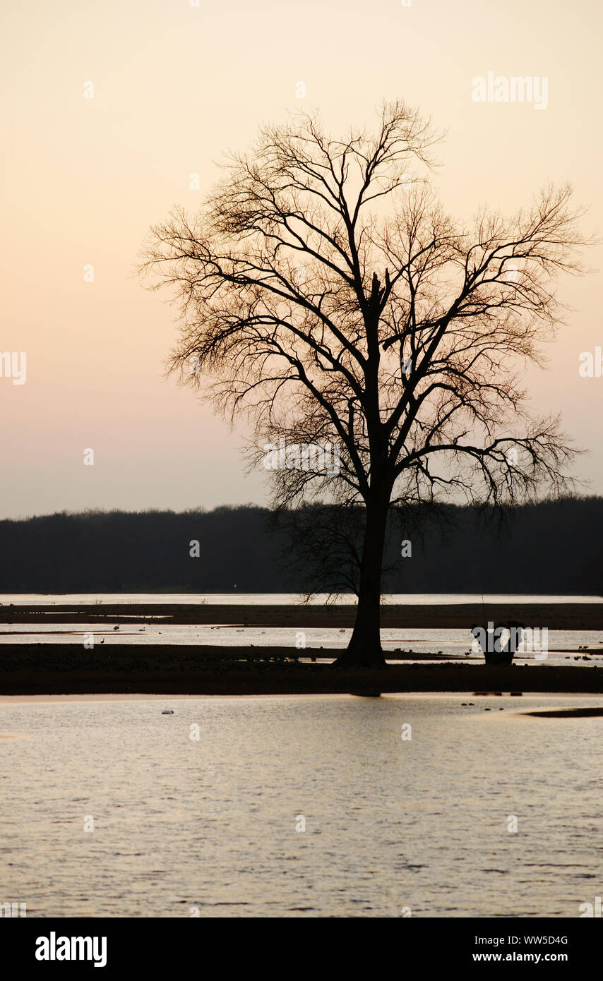 Kolonie der Schwäne und Wildgänse bei Sonnenuntergang, Elbtalaue, ein Naturschutzgebiet an der Elbe, Stockfoto
