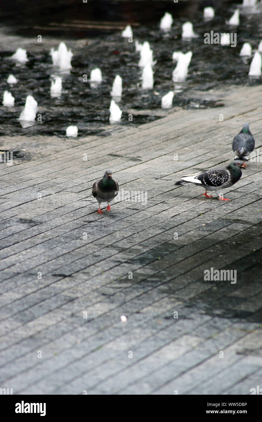 Drei Tauben auf einem Gut in den Bürgersteig, Stockfoto