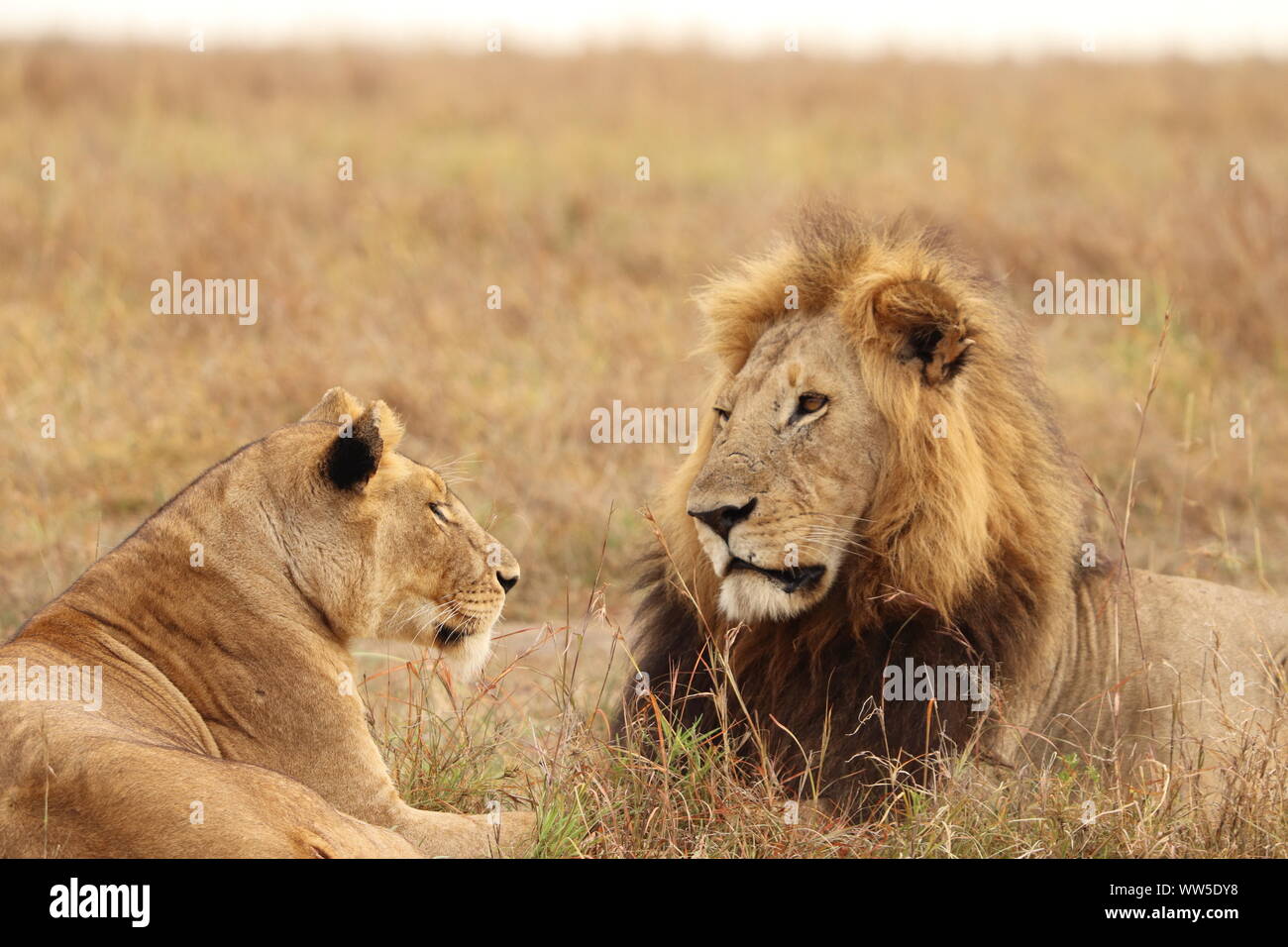 Löwe, Löwin in der Savanne, Masai Mara National Park, Kenia. Stockfoto