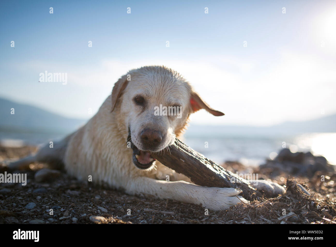 Weißer Labrador mit nassem Fell spielen mit Stück Holz auf den Strand Stockfoto