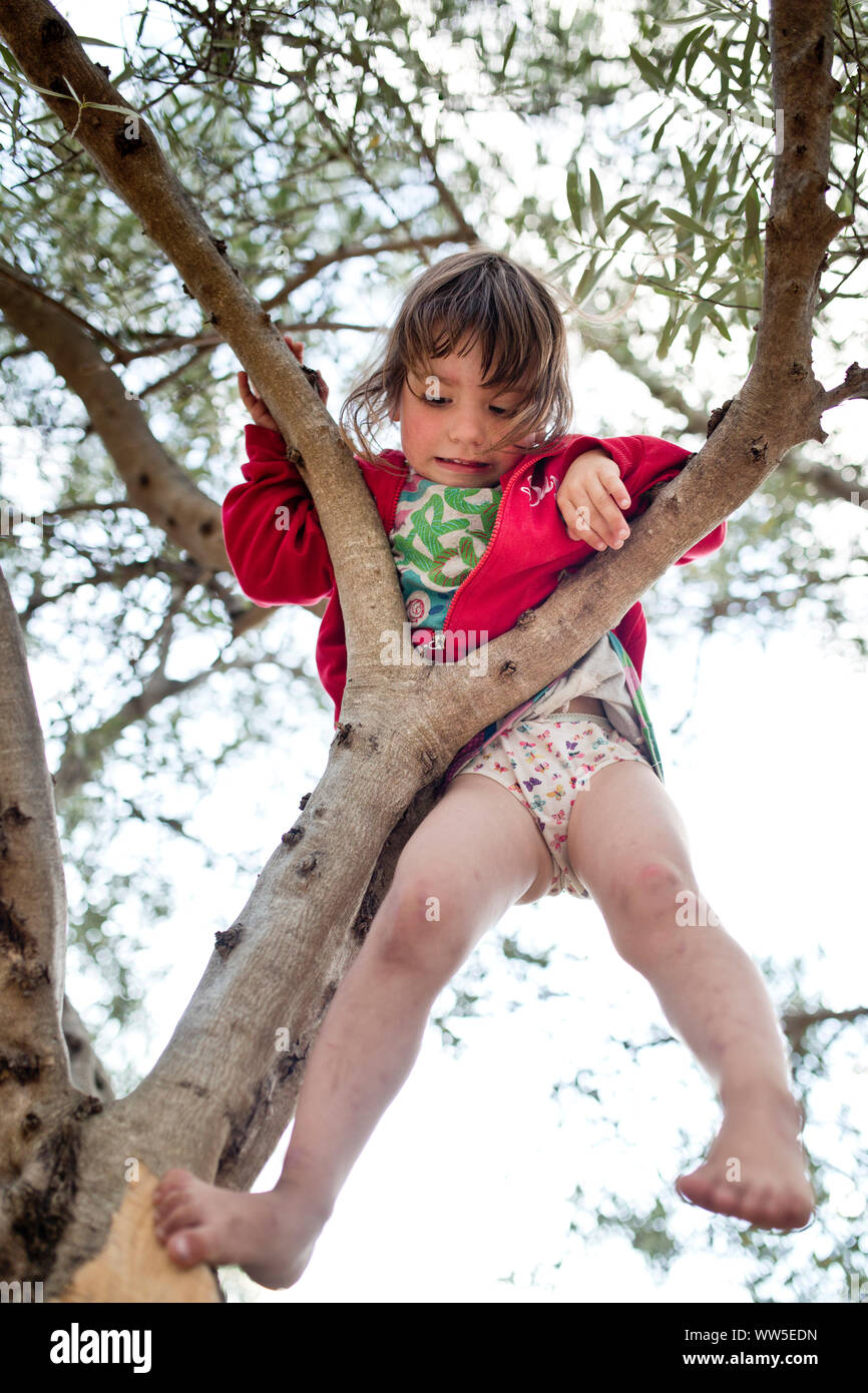 3-6 Jahre altes Mädchen mit roter Jacke klettern barfuß auf Olivenbaum Stockfoto