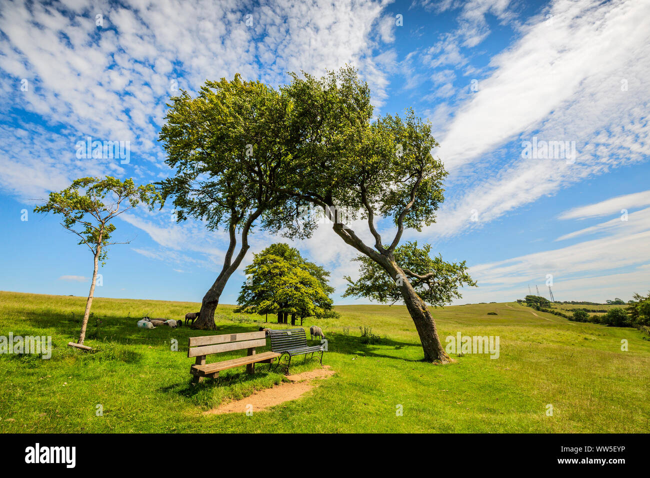Windswept Bäumen Cleeve Hill Cotswold Escarpment in Gloucestershire, England Stockfoto