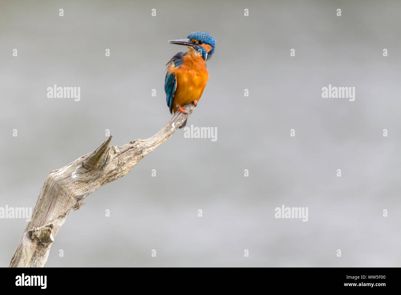 Eisvogel (Alcedo atthis) männlichen auf Barsch langen Dolch - wie Bill orange underparts und Wangen oberen Teile Electric Blue. Weißen Hals und Nacken Patches. Stockfoto