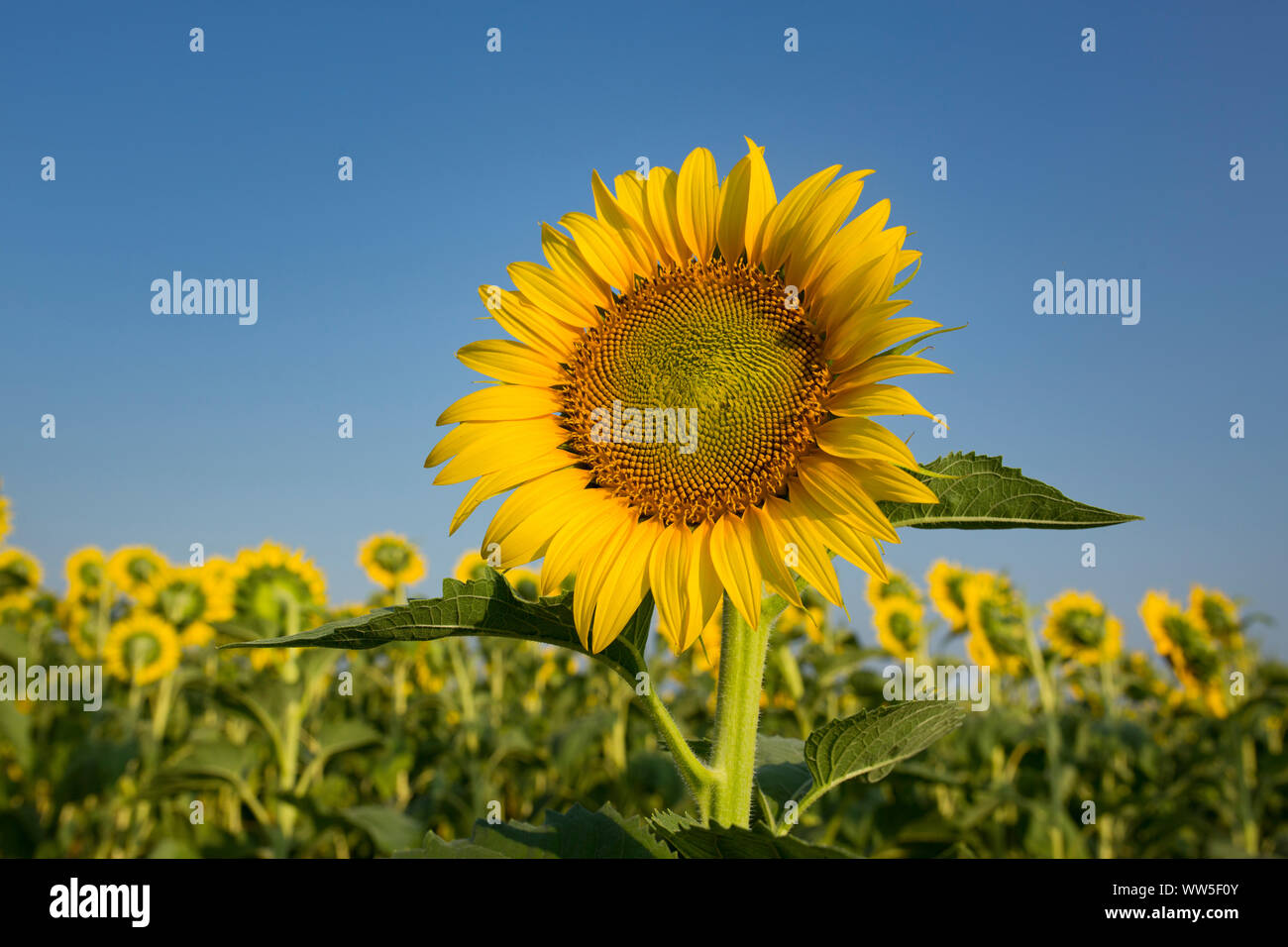 Single Sonnenblume, im Hintergrund wandte sich Sonnenblumen mit blauer Himmel Stockfoto