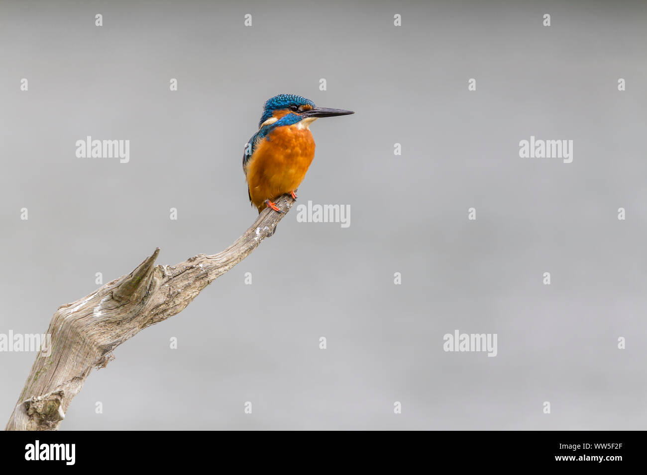 Eisvogel (Alcedo atthis) männlichen auf Barsch langen Dolch - wie Bill orange underparts und Wangen oberen Teile Electric Blue. Weißen Hals und Nacken Patches. Stockfoto