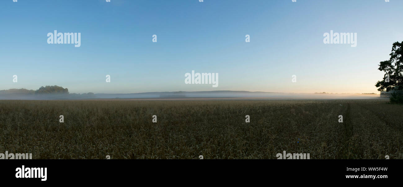 Panoramabild von Korn Feld am Morgen Haze Stockfoto