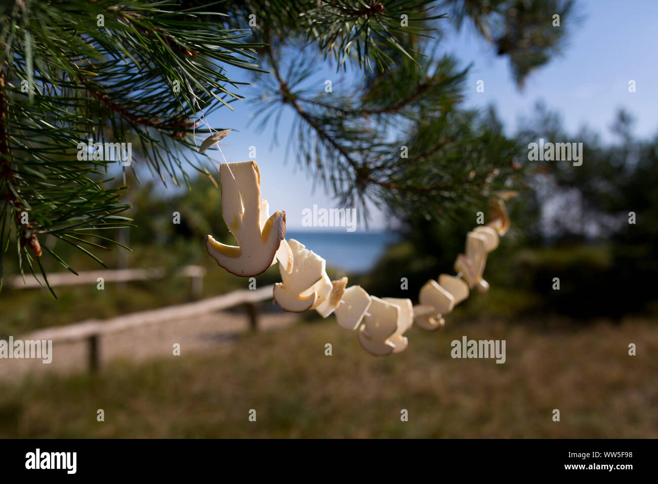 Pilze heraus hängen an einem Nadelbaum zu trocknen Stockfoto