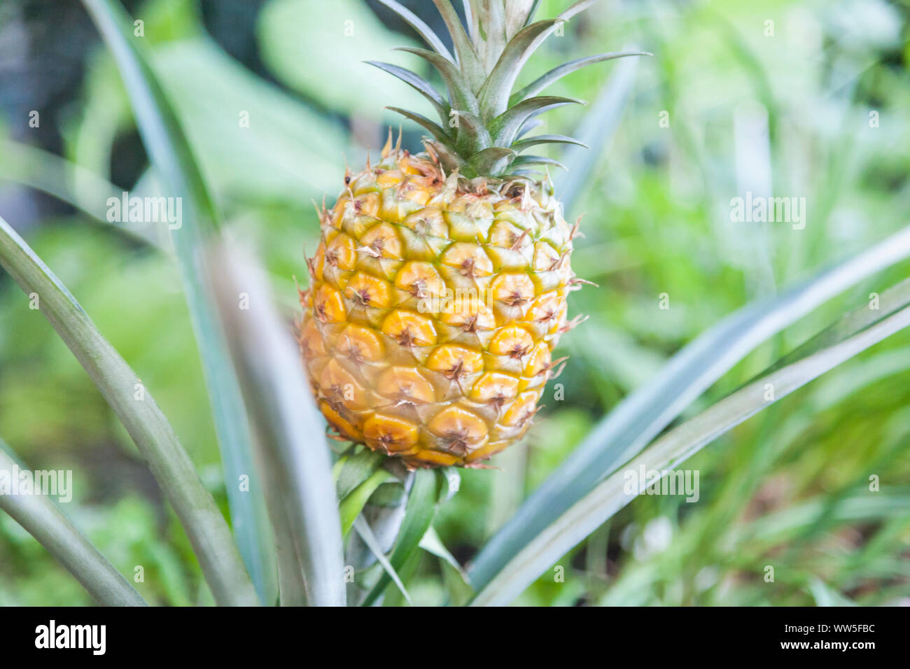 Eine Ananaspflanze mit reifem Obst (Ananas comosus) Stockfoto