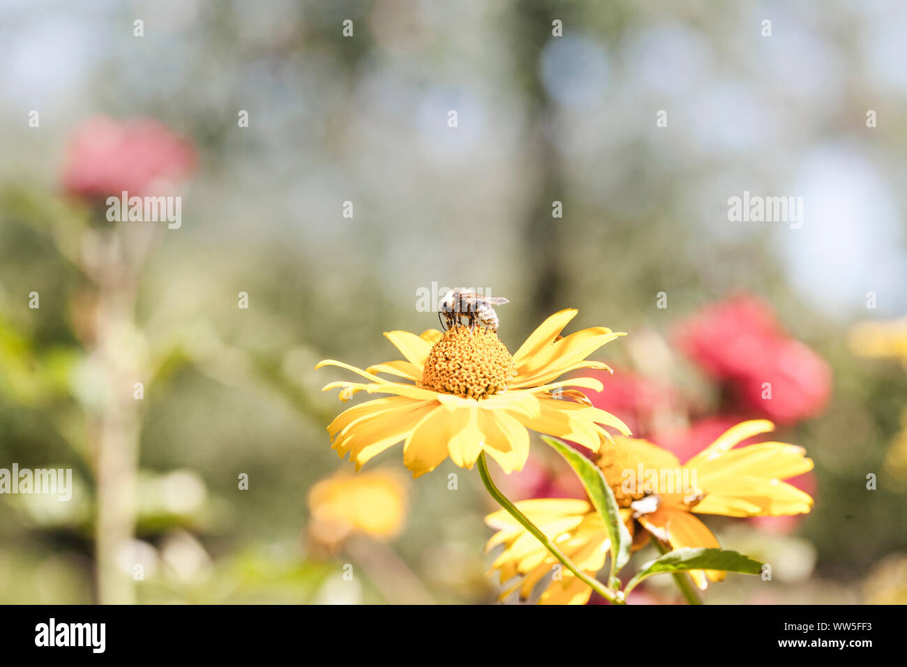 Eine Biene sitzt auf einem gelben Blüten (Asteraceae) und das Sammeln von Nektar, Stockfoto