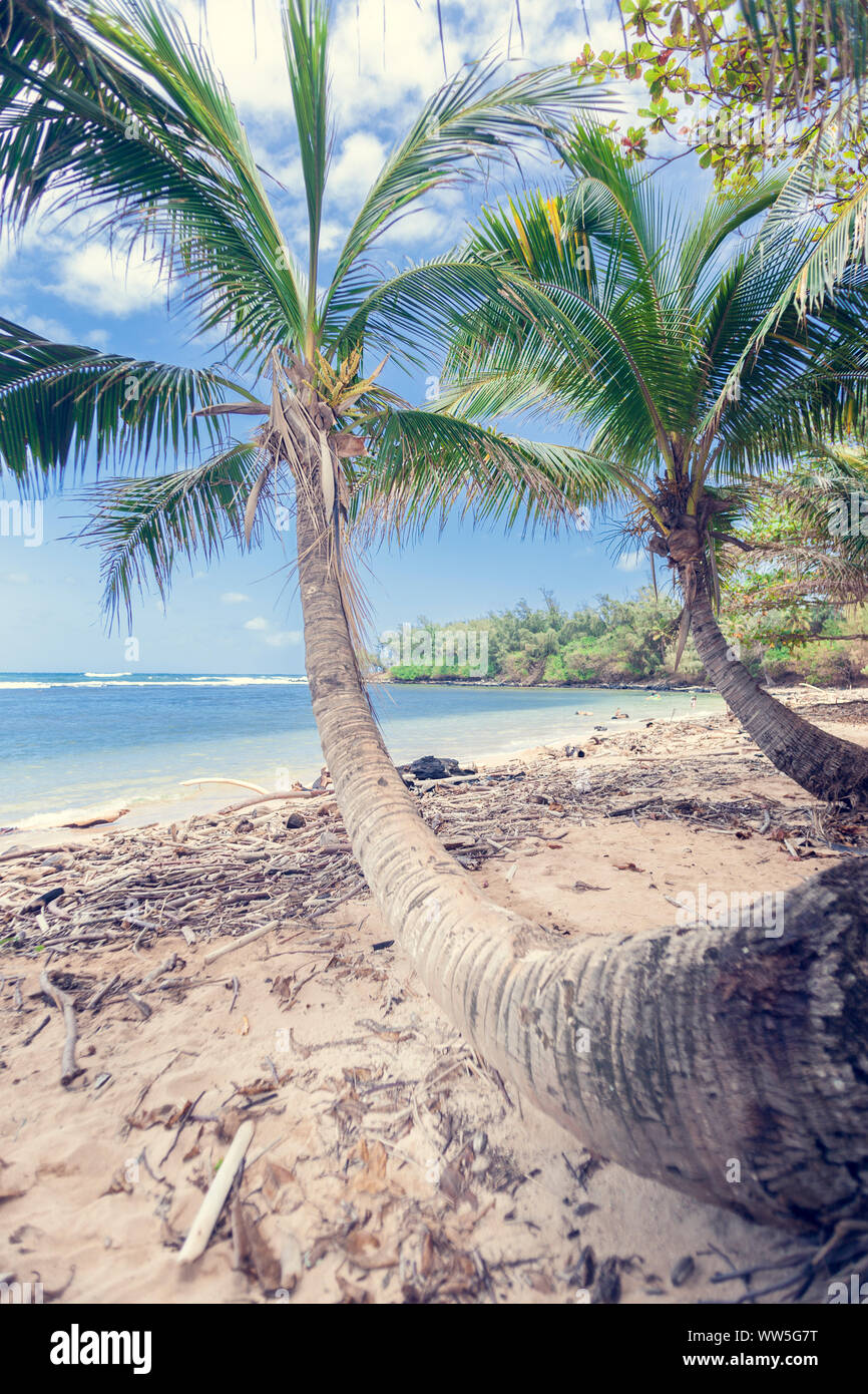 Einsame Palm Beach, Kauai, Hawaii, USA Stockfoto