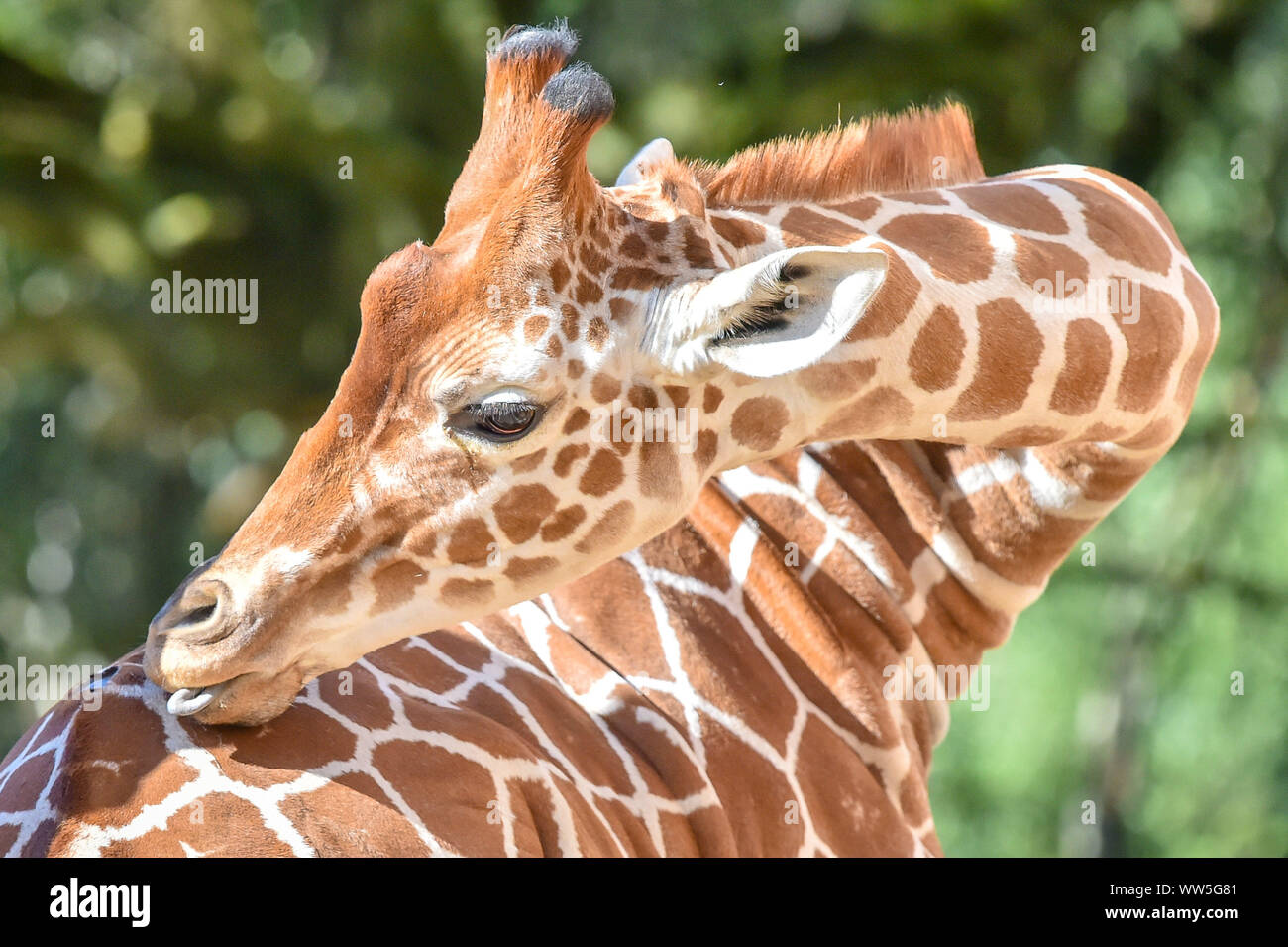 Tico, der 20 Monate alte Netzgiraffe hat einen Kratzer, wie er in seinem Gehege im wilden Ort Projekt setzt sich nach der Übertragung vom eine Attraktion in Kopenhagen, die Mitgliedschaft bei anderen Giraffen Tom und Dayo in ihrem 1,8 Hektar großen Ausstellung in South Gloucestershire. PA-Foto. Bild Datum: Freitag, September 13, 2019. Photo Credit: Ben Birchall/PA-Kabel Stockfoto